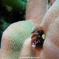 Tube worm by Abdullah Samman 